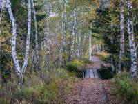 Auf altem Schienenweg durch den Birkenhain